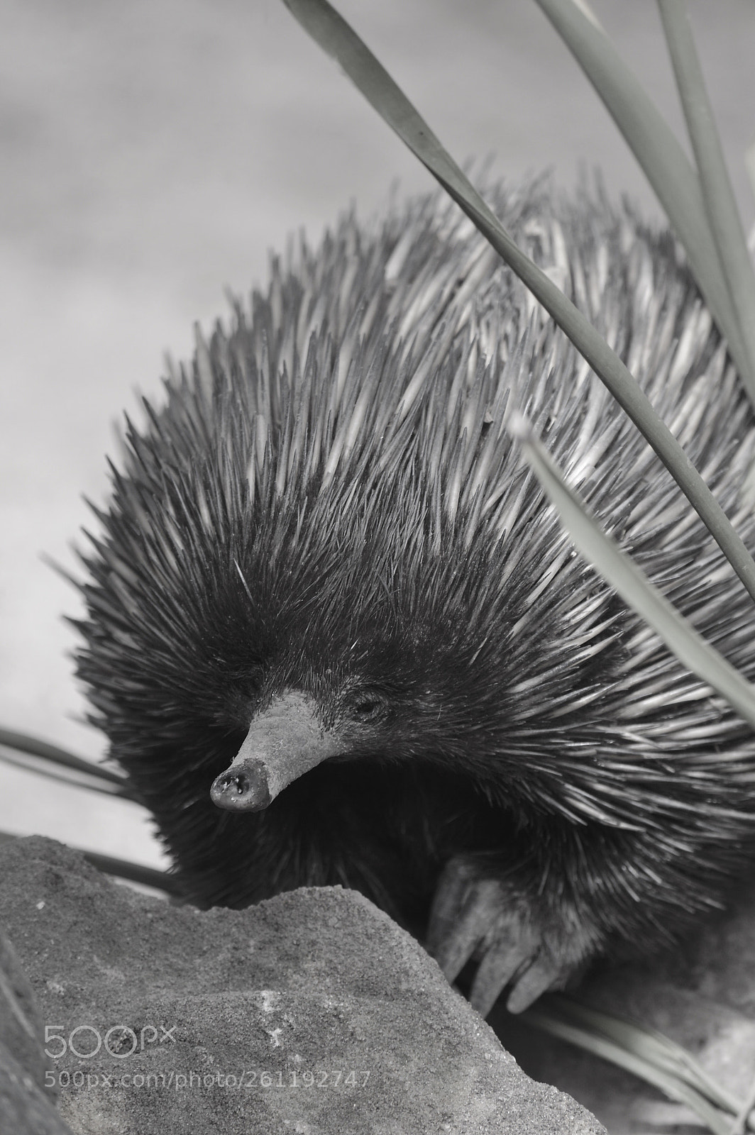 Nikon D3200 sample photo. The 
echidna  photography
