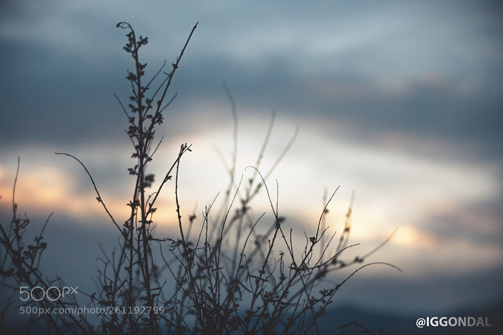 Canon EOS 60D sample photo. Silhouette, nature  photography