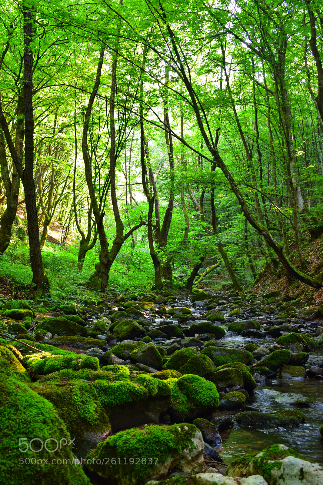 Nikon D3300 sample photo. Magical forest photography