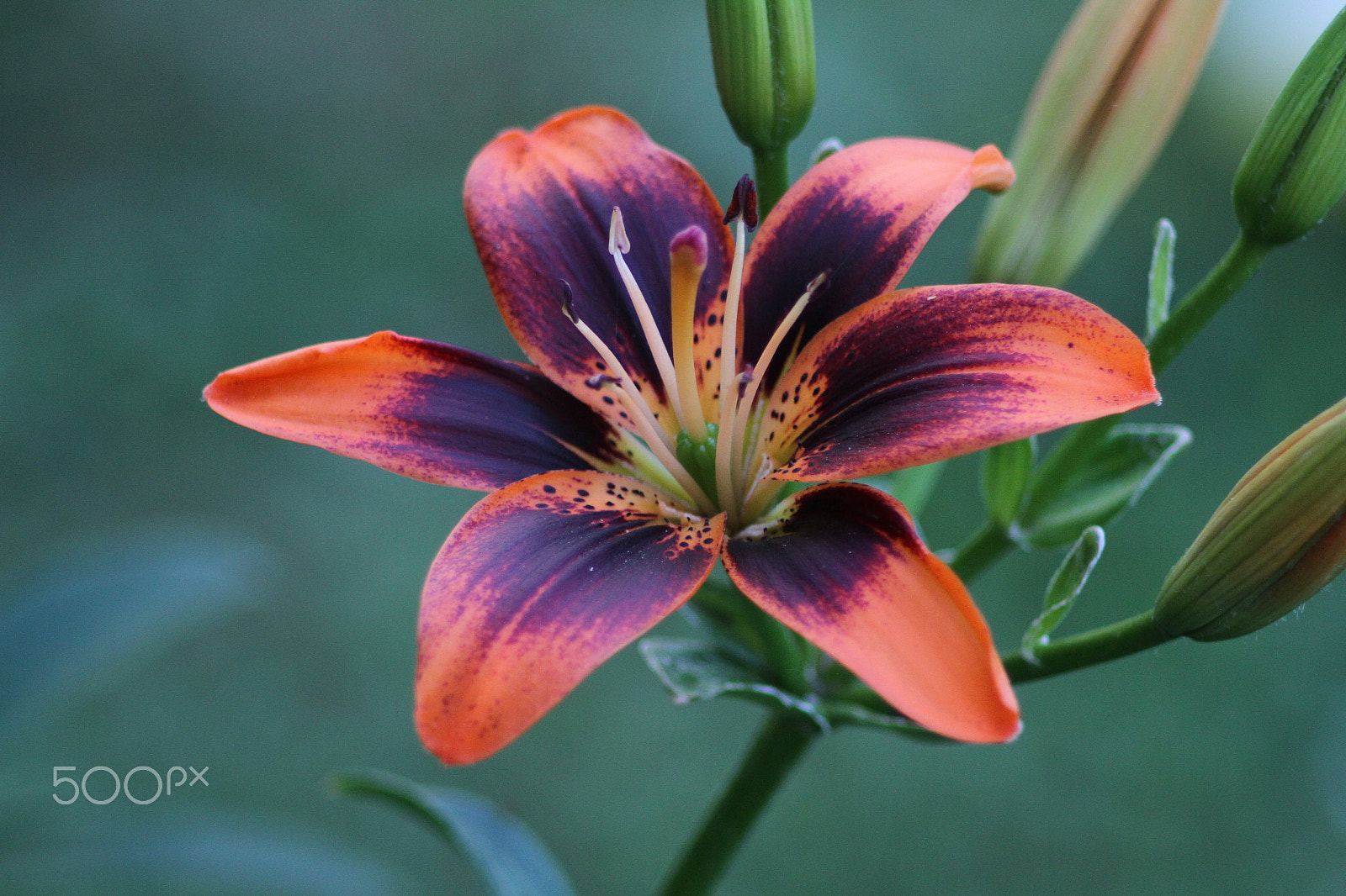 Canon EOS 7D sample photo. Img photography