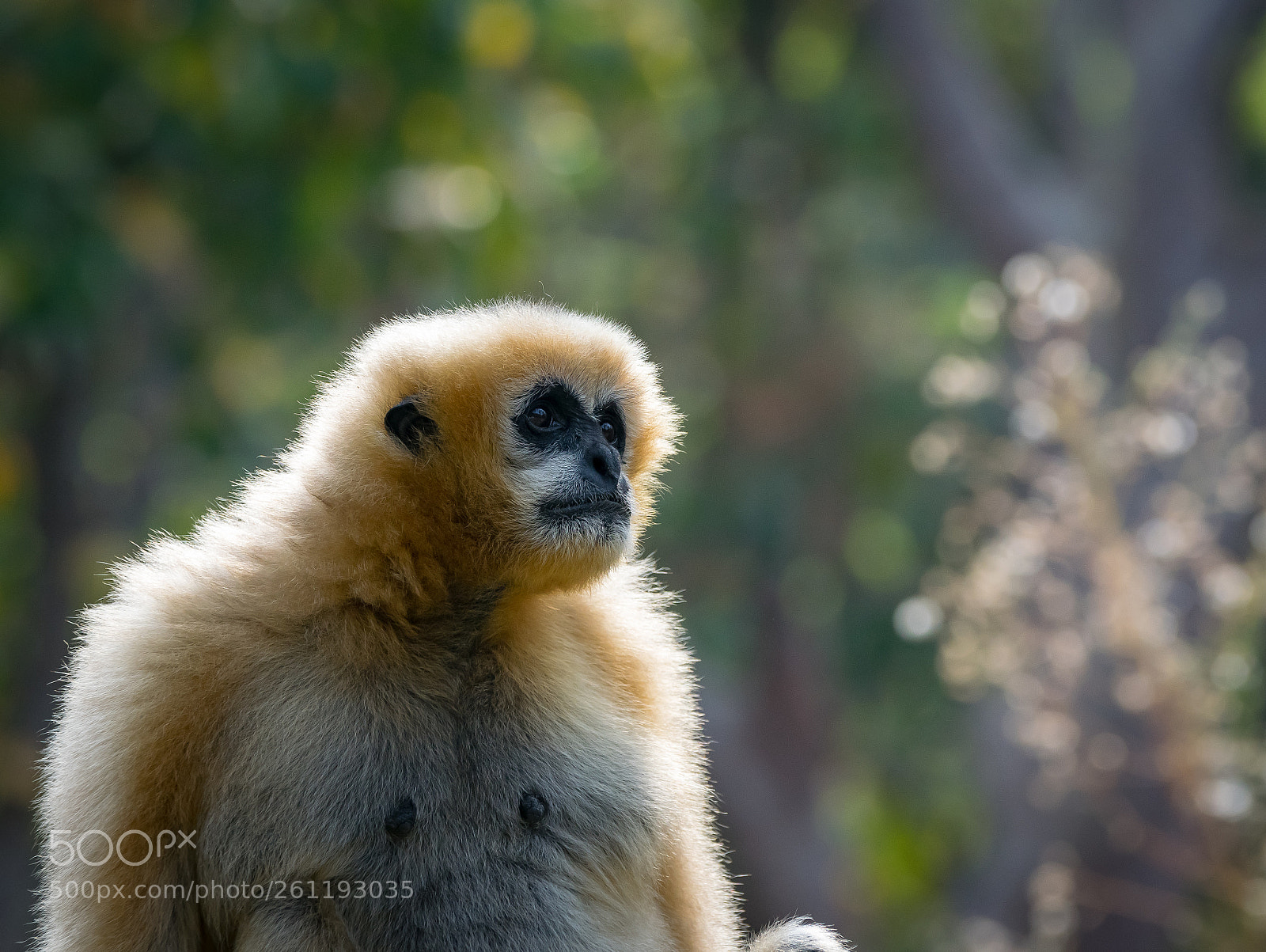 Nikon D5300 sample photo. The thoughtful monkey photography