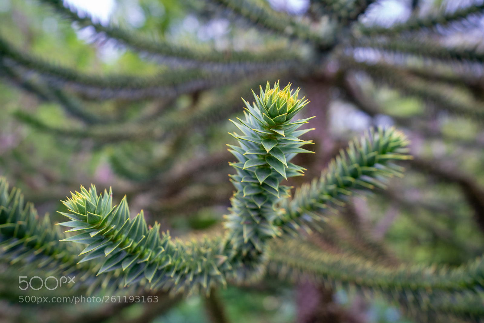 Sony a7R III sample photo. Central park tree photography