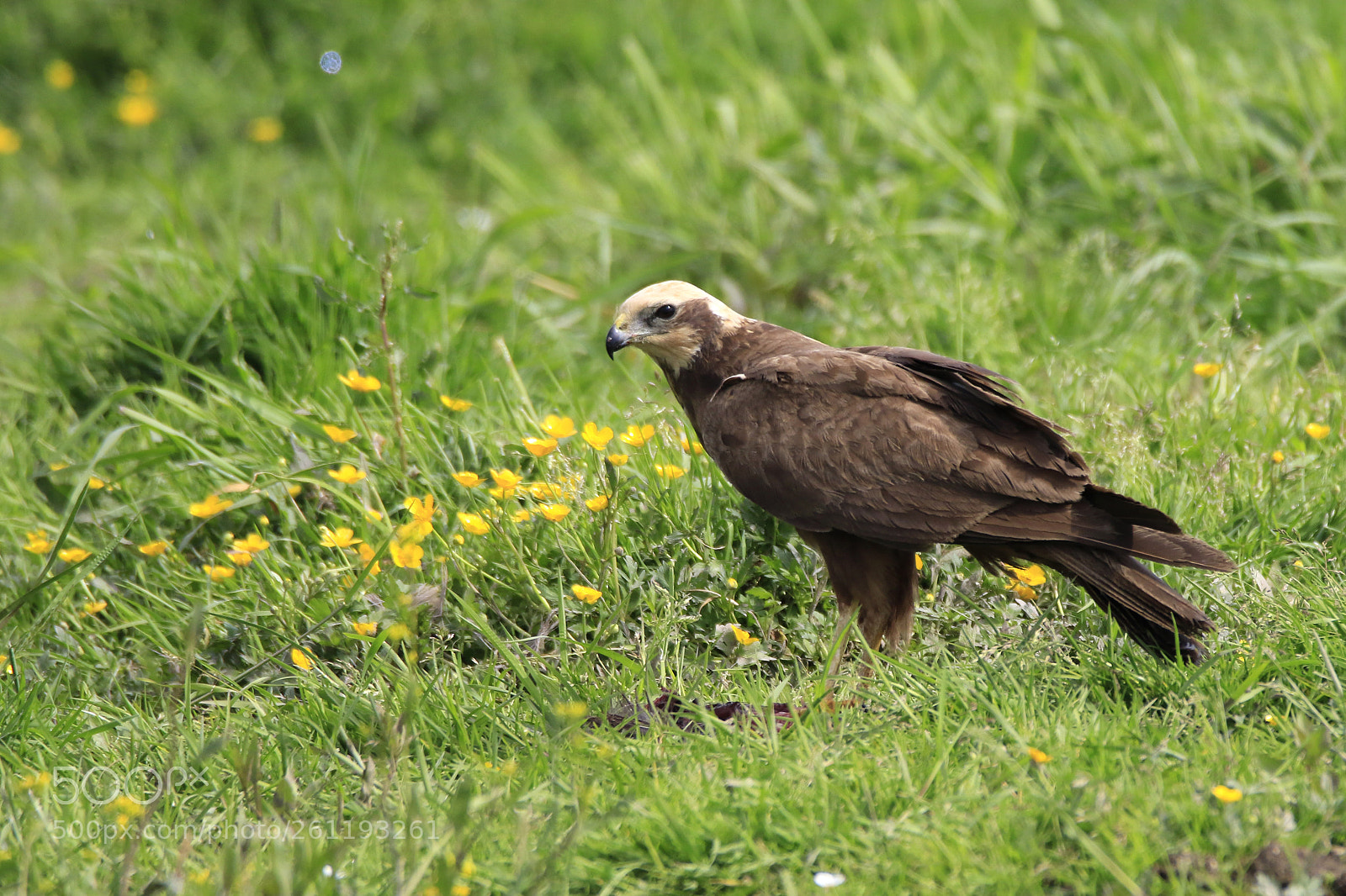 Canon EOS 7D Mark II sample photo. Rohrweihe photography