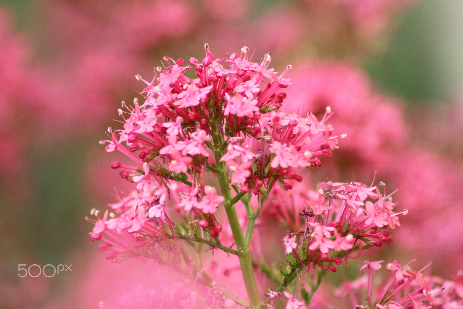 Canon EOS 7D sample photo. Img photography