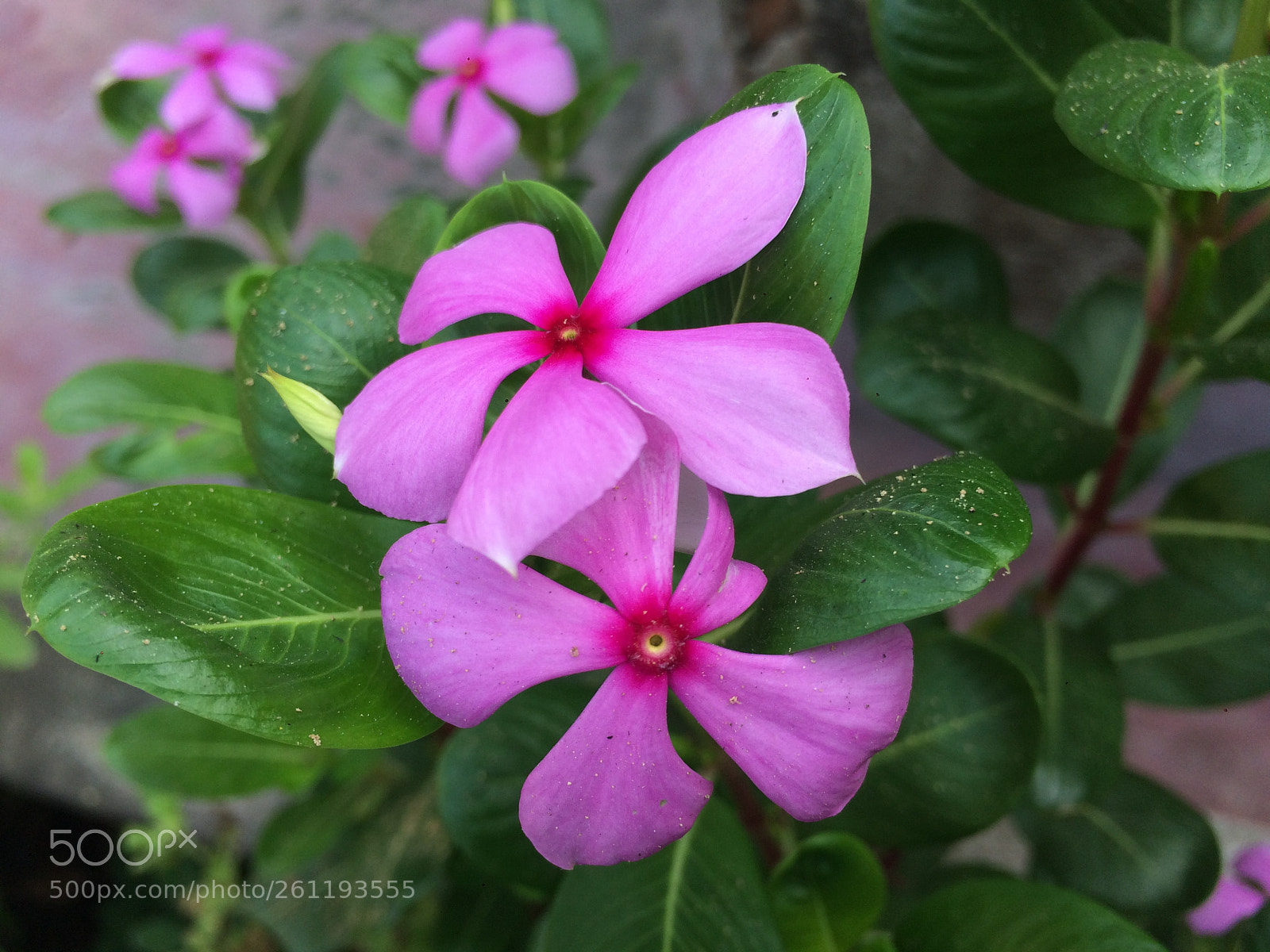 Apple iPhone 5s sample photo. Catharanthus roseus photography