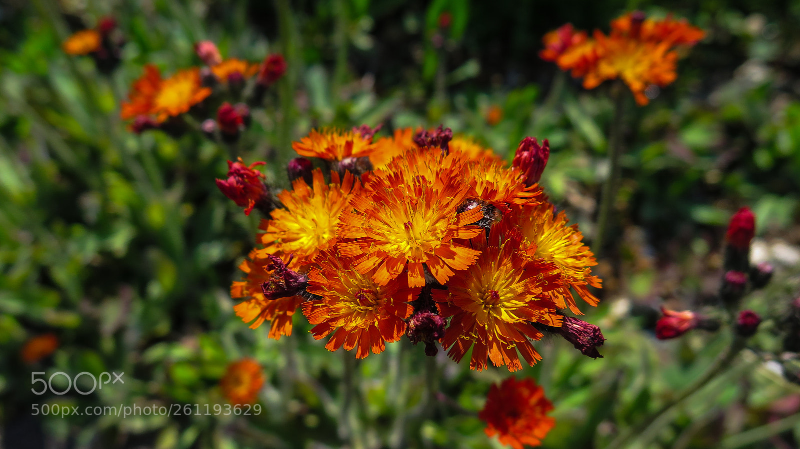 Canon PowerShot G16 sample photo. Orange flowers photography