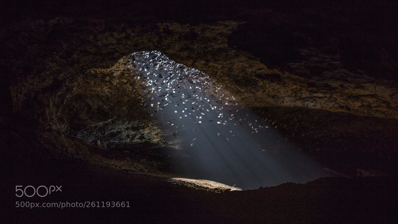 Canon EOS 6D sample photo. Bat emergence photography