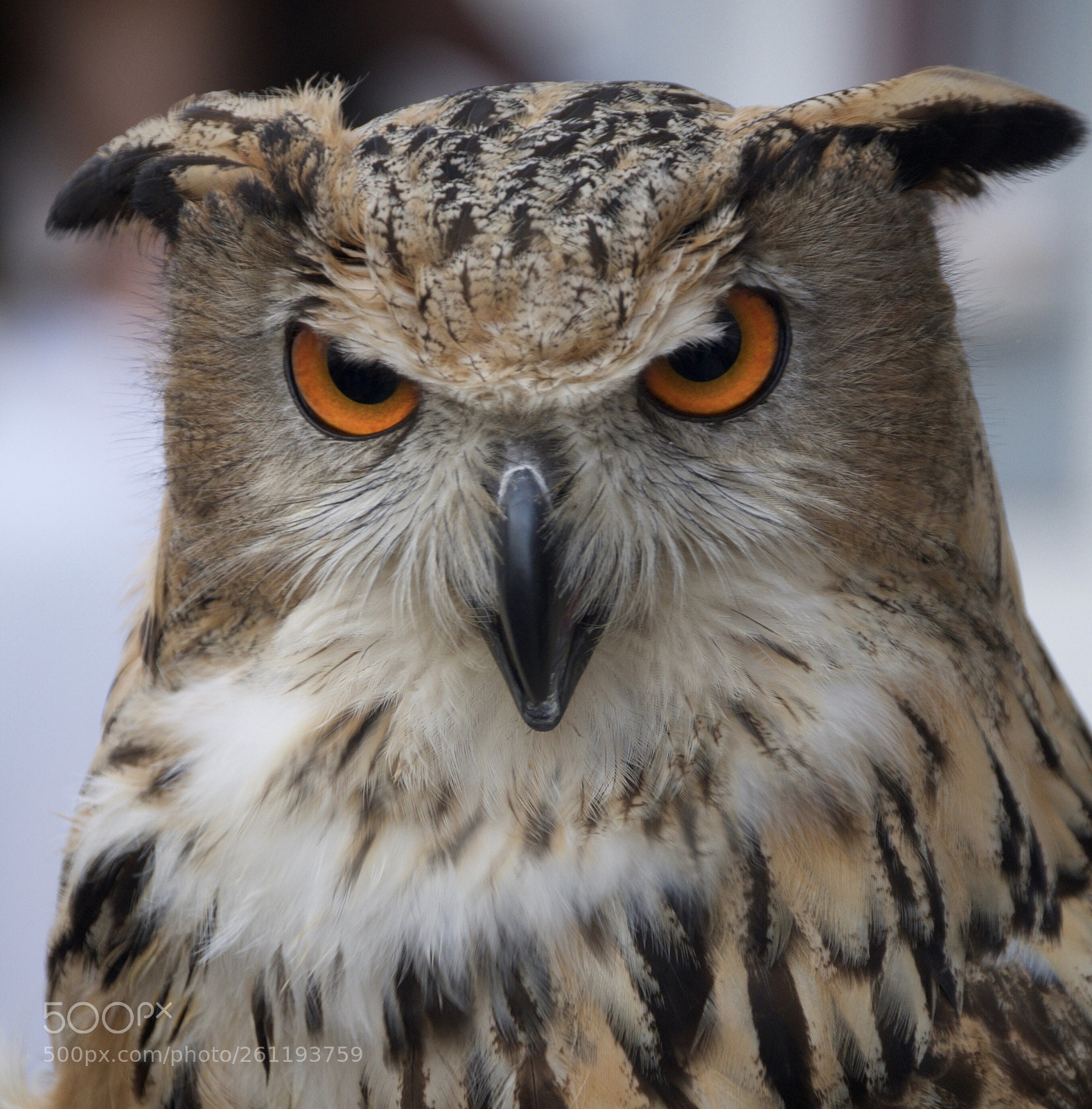 Nikon D300 sample photo. Owl photography