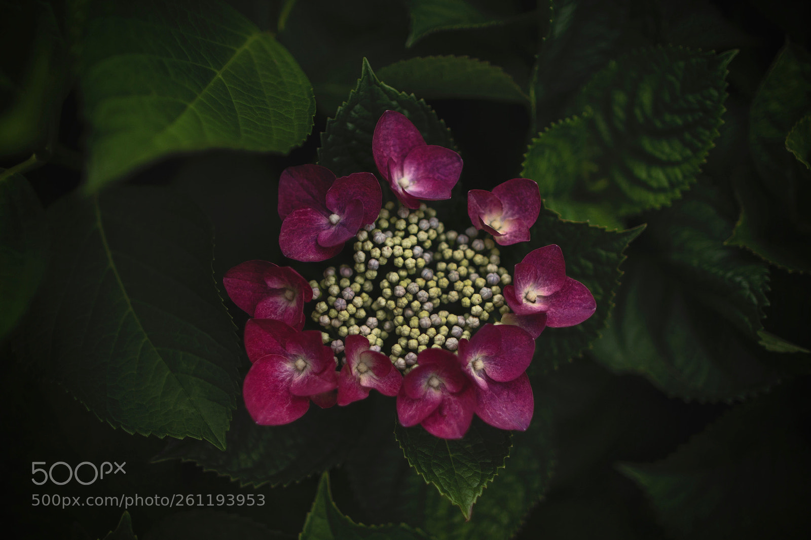 Canon EOS 5D Mark IV sample photo. Hydrangea photography