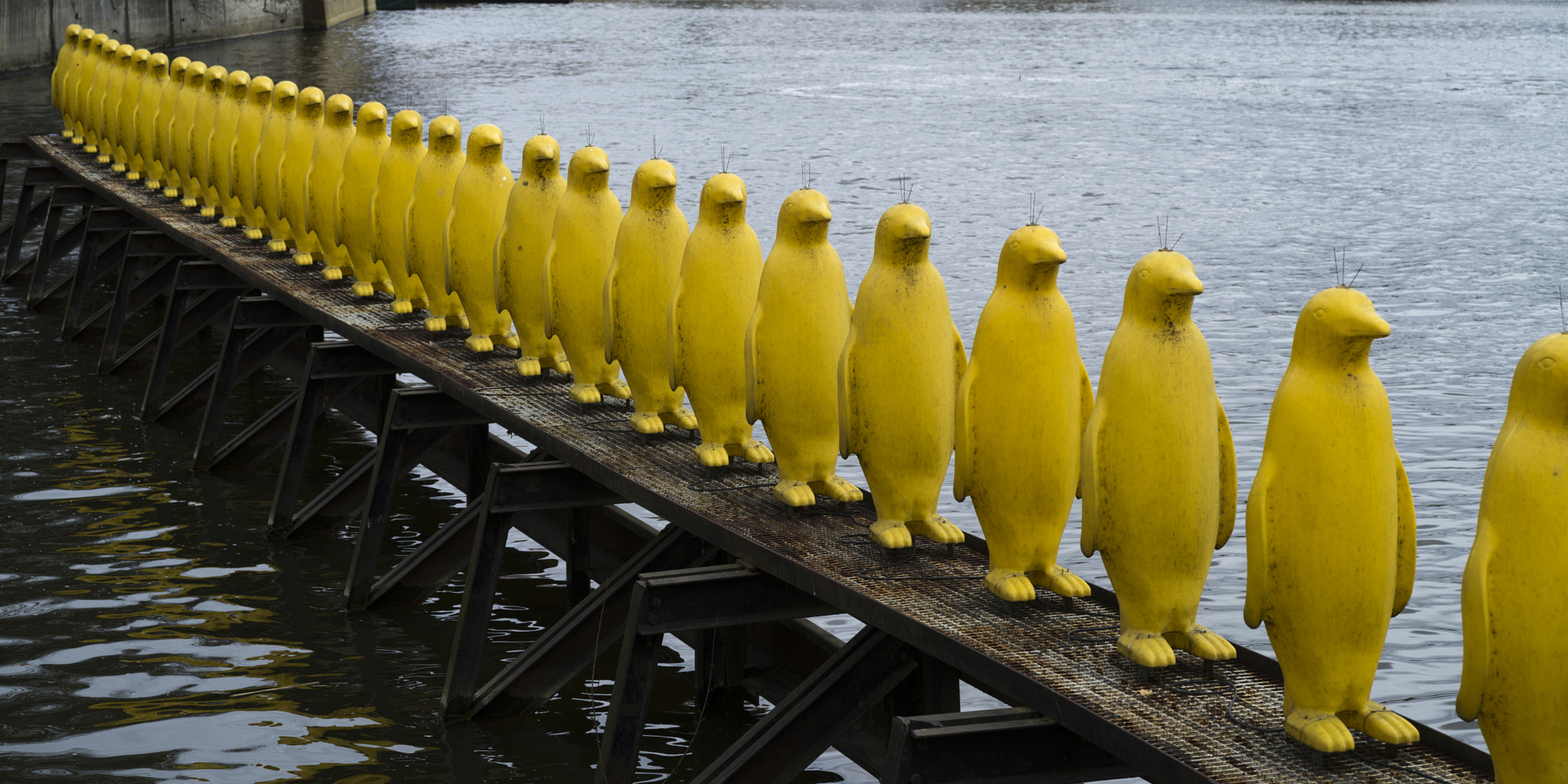 Hasselblad X1D-50c sample photo. Row of yellow penguin sculptures, museum kampa, prague, czech re photography