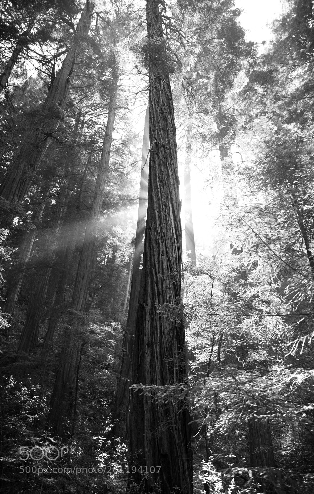 Sony a7 II sample photo. Sunlight streams past sequoia photography