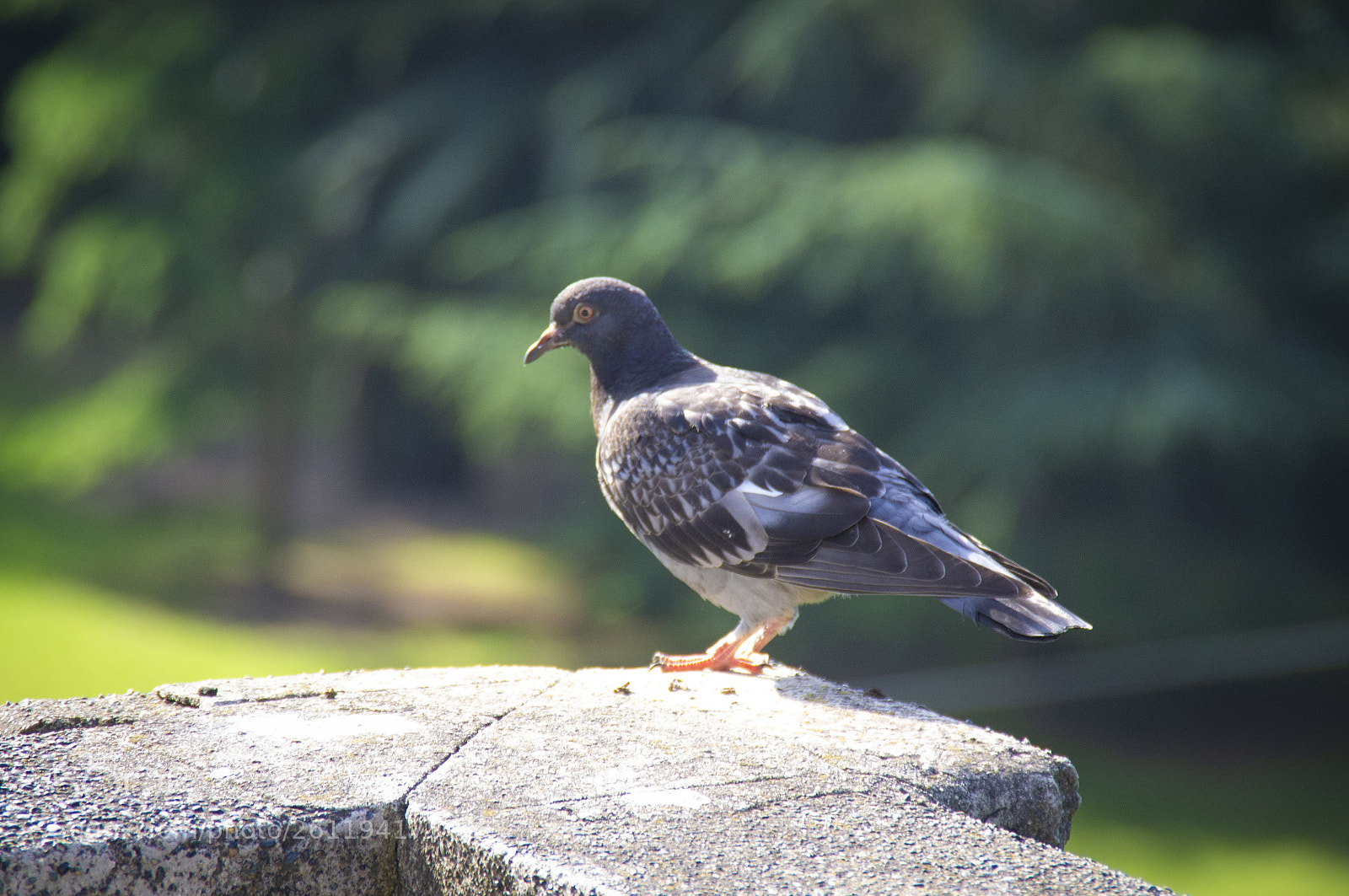 Pentax K-r sample photo. Piccione photography