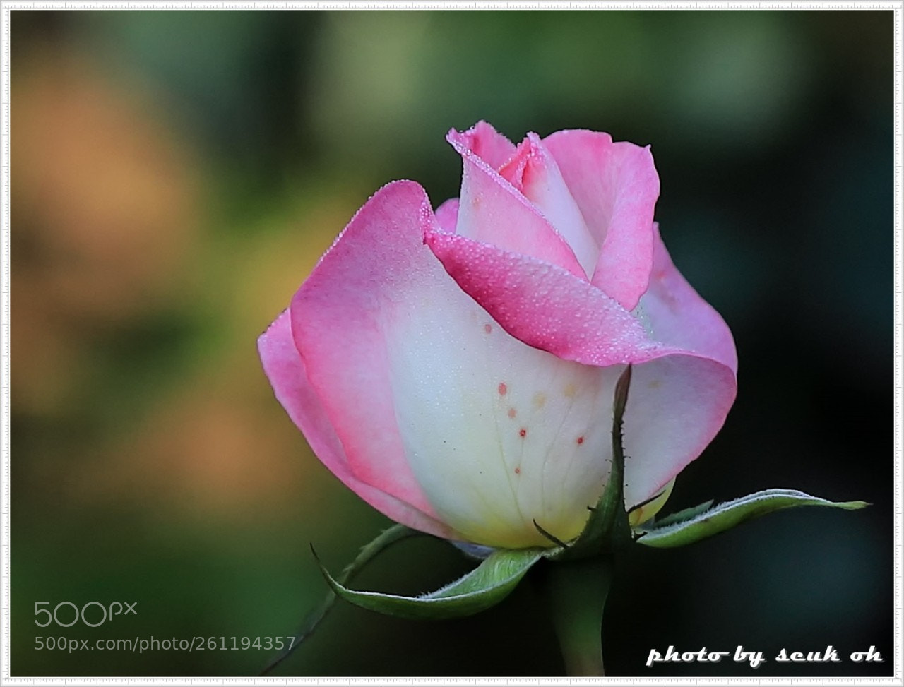 Canon EOS 6D Mark II sample photo. Rose photography