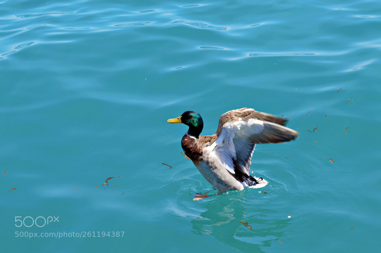 Nikon D3200 sample photo. Beating the heat photography