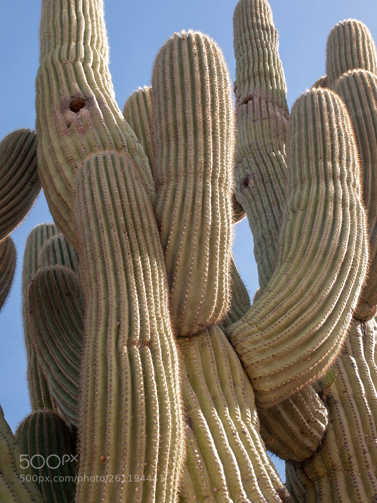 Olympus E-3 sample photo. Saguaro photography