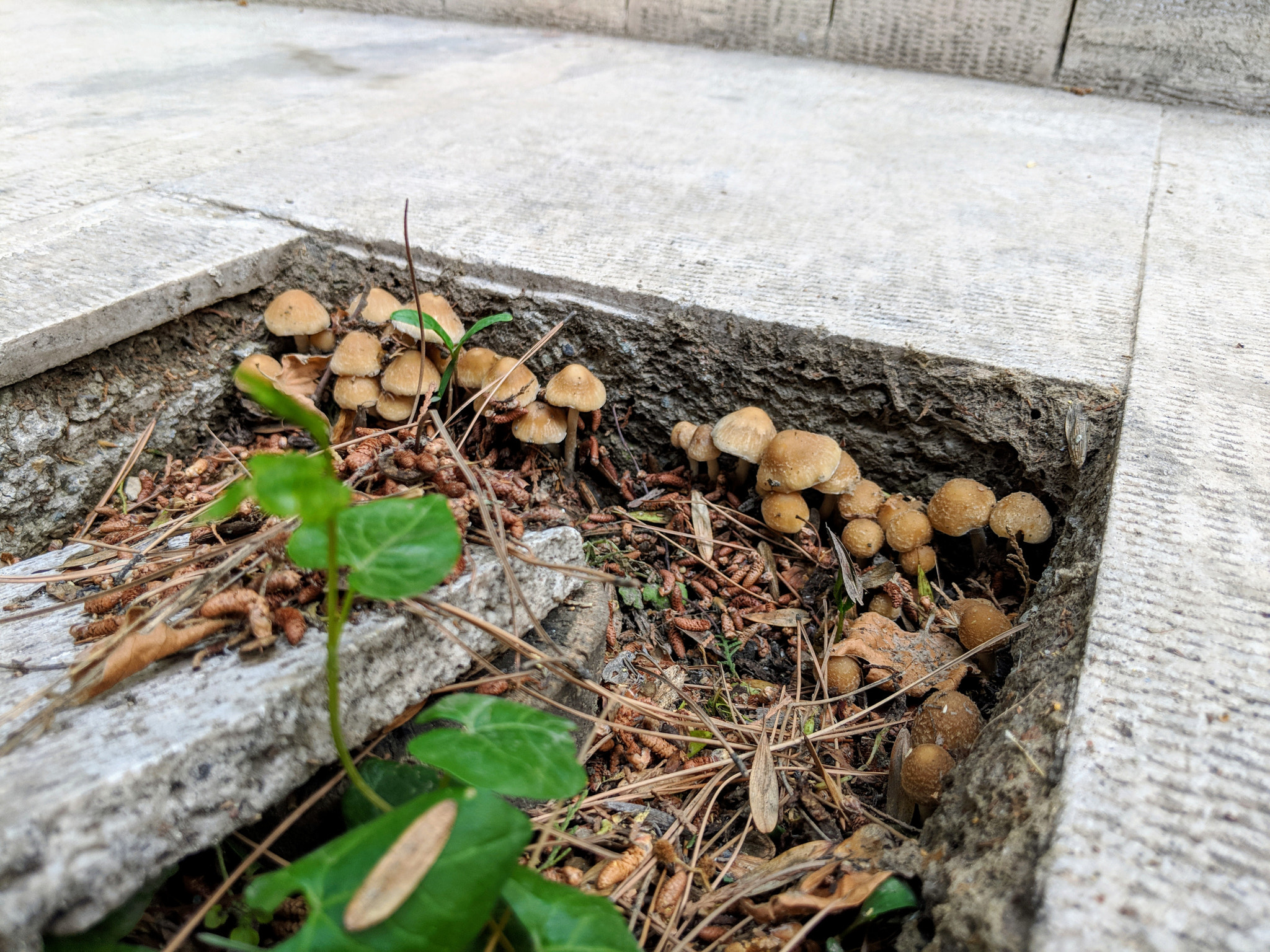 Google Pixel 2 XL sample photo. Mushrooms photography