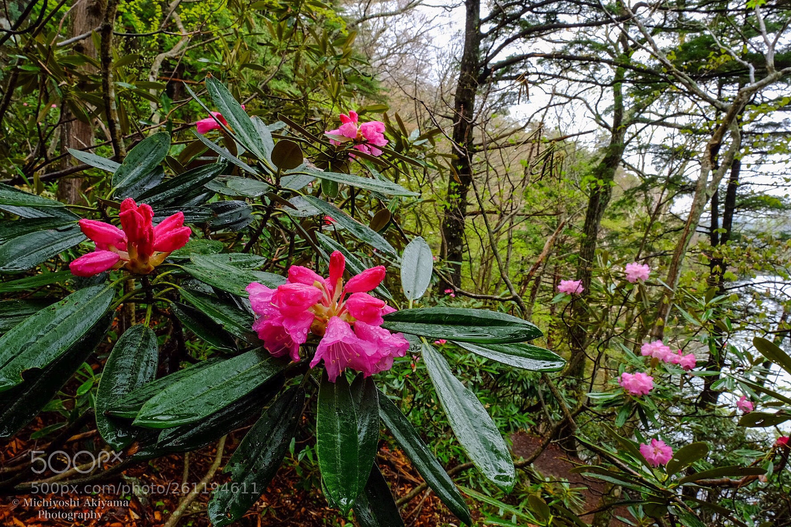 Fujifilm X-T1 sample photo. Rhododendron blooming on the photography