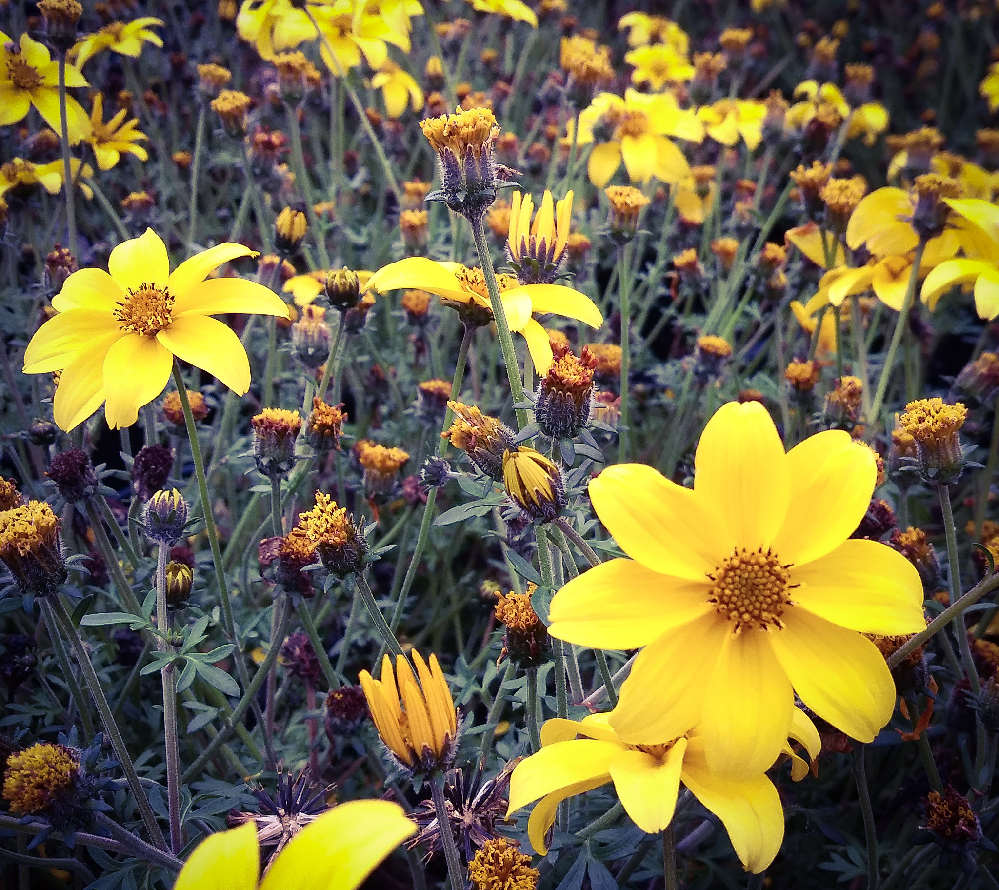 LG Q6 sample photo. Bidens photography