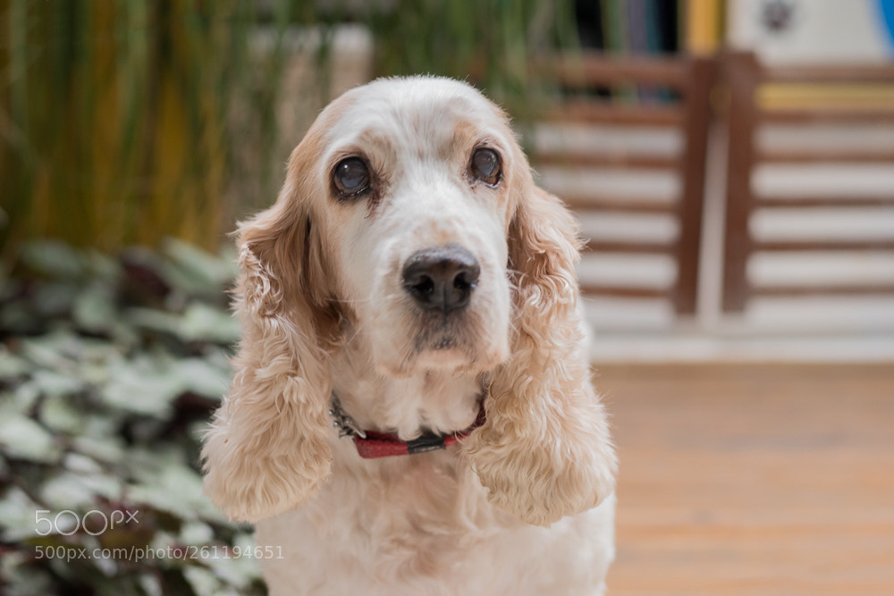 Canon EOS 80D sample photo. Editar photography