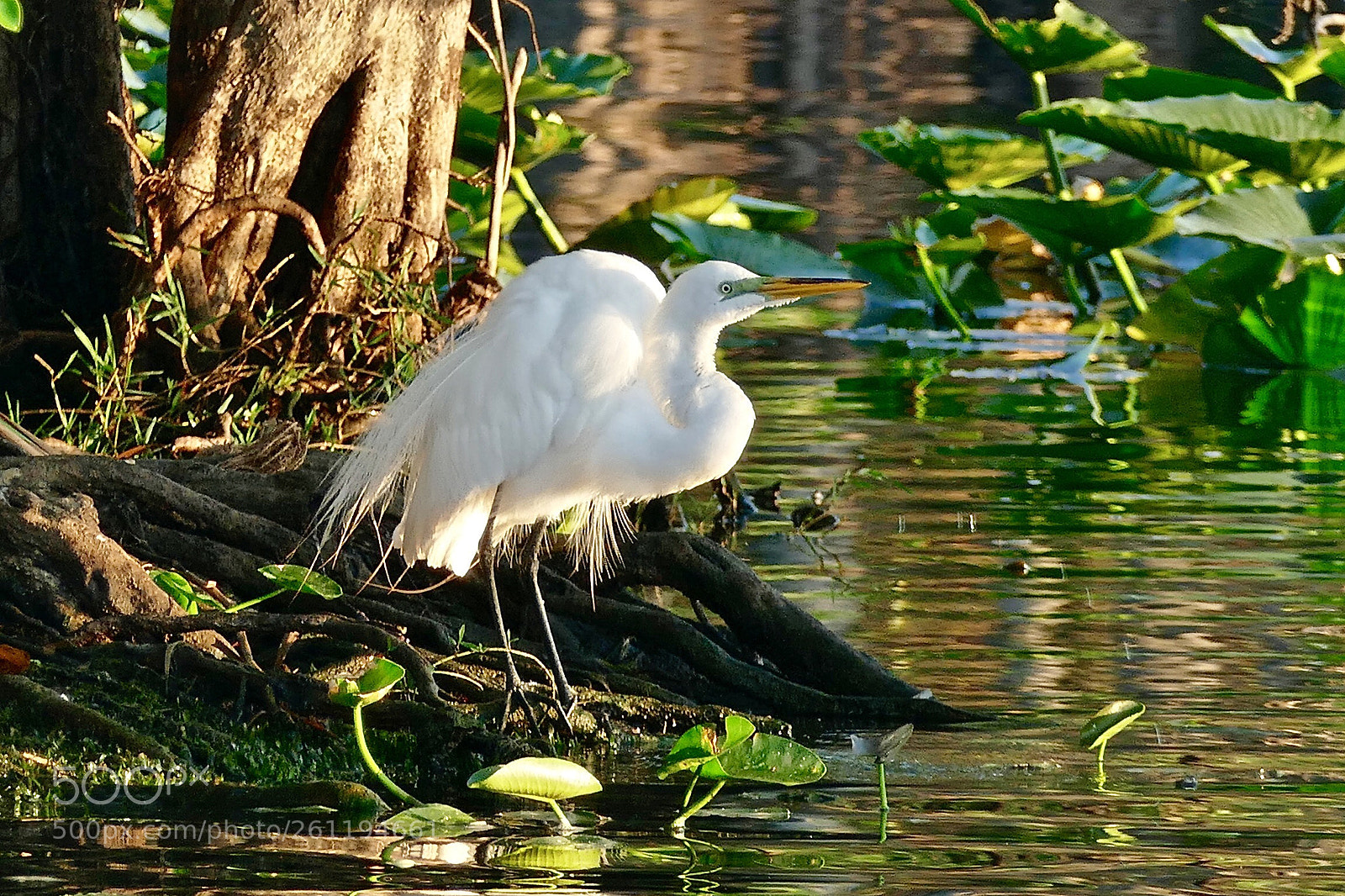 Panasonic Lumix DMC-FZ1000 sample photo. Florida wildlife  photography