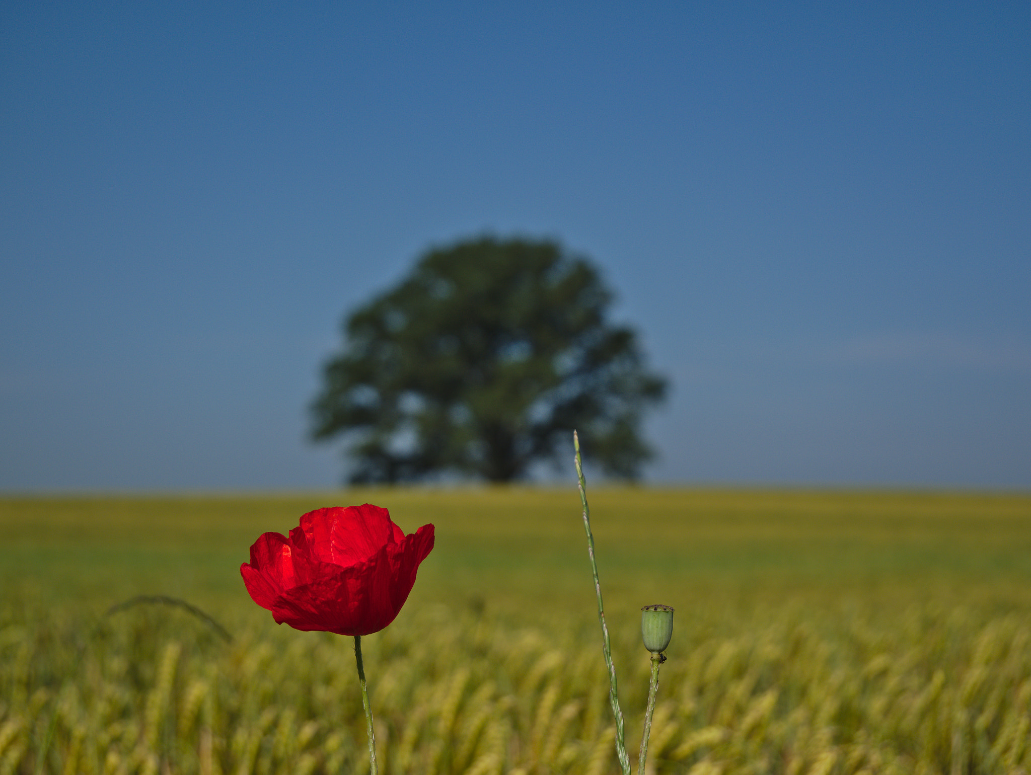 Panasonic DMC-G81 sample photo. Poppy and oak photography