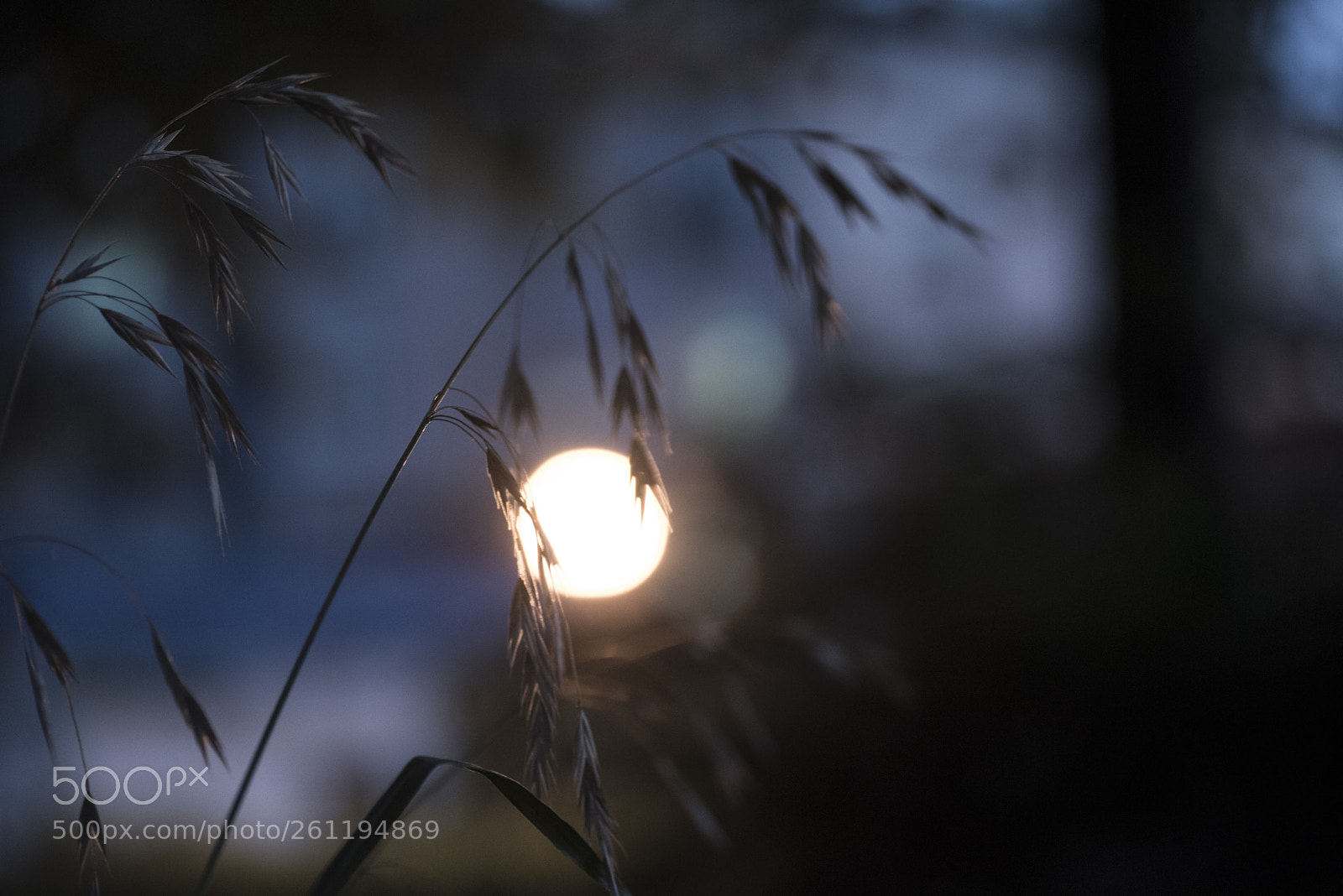 Nikon D810 sample photo. In a world   no.28 photography