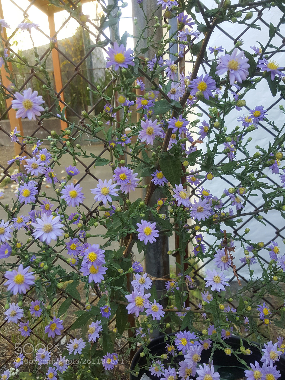 Samsung GALAXY S6 edge sample photo. Flowers photography