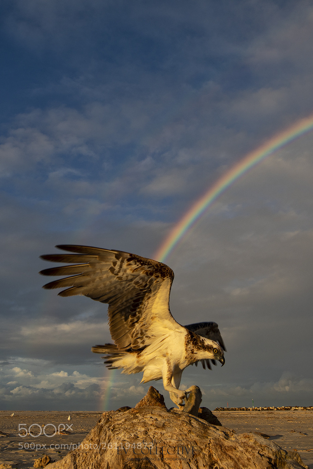 Canon EOS 5D Mark IV sample photo. Osprey at dusk photography