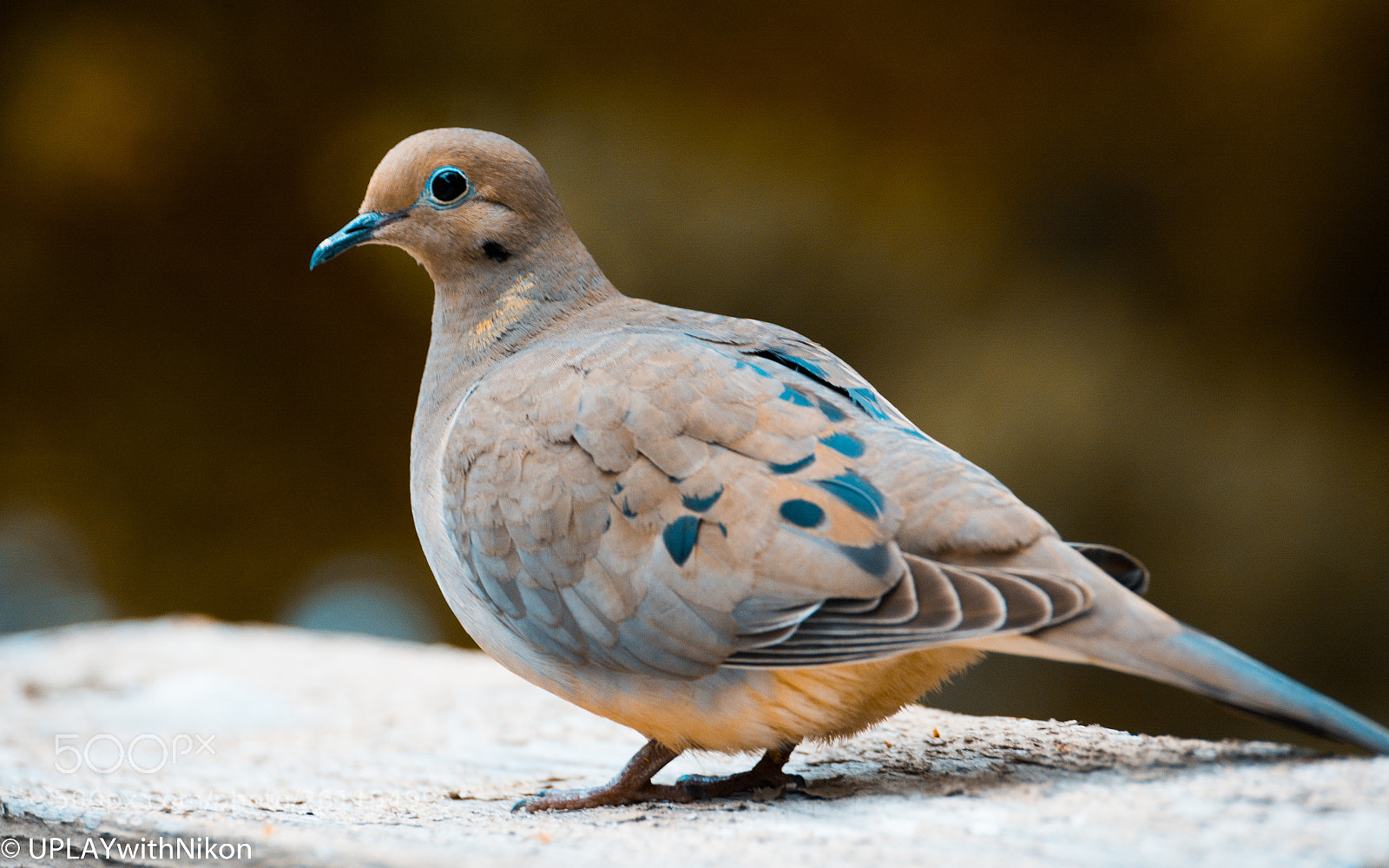 Nikon D5200 sample photo. Mourning dove! photography