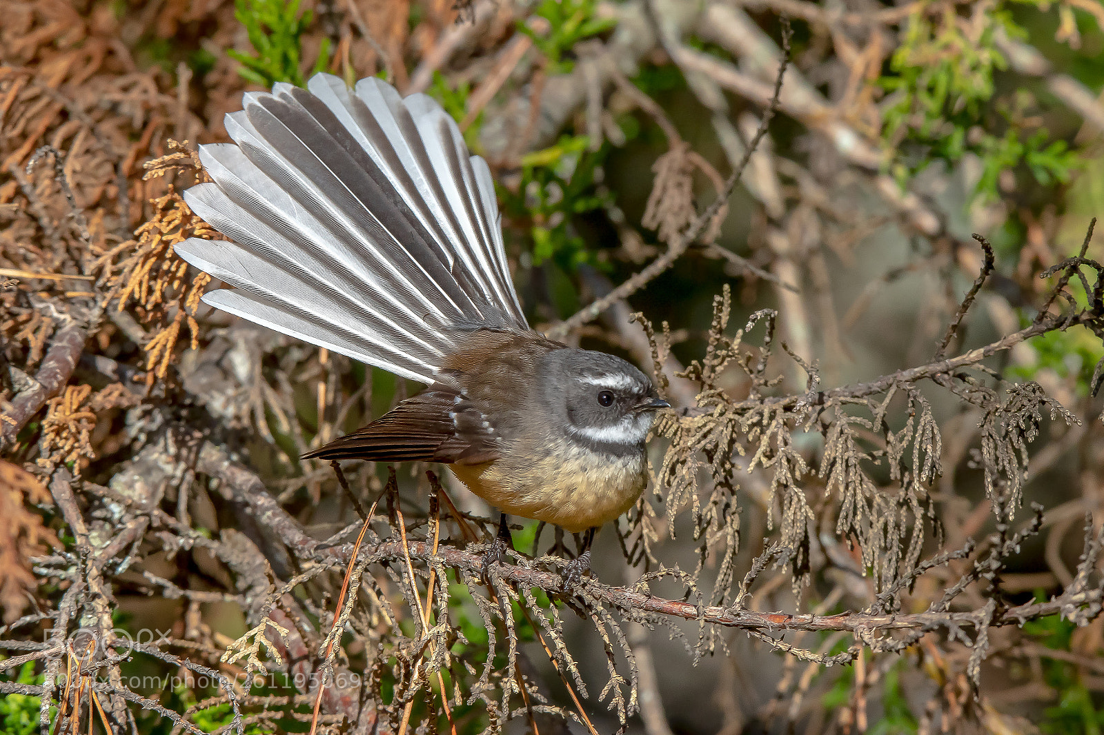 Canon EOS 7D Mark II sample photo. Fantail photography