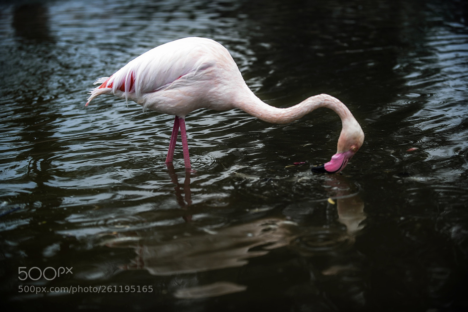 Nikon D750 sample photo. The swan photography