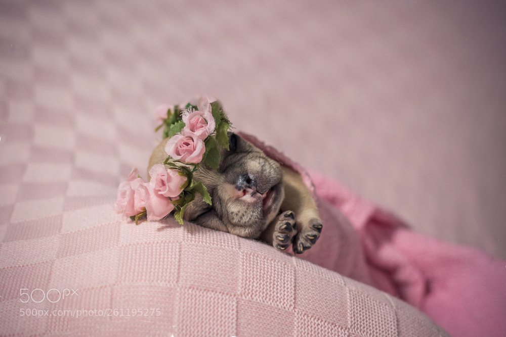 Canon EOS 80D sample photo. Newborn pet - bulldogs photography