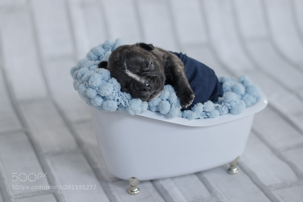 Canon EOS 80D sample photo. Newborn pet - bulldogs photography