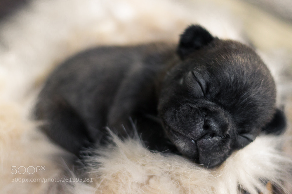 Canon EOS 80D sample photo. Newborn pet - bulldogs photography