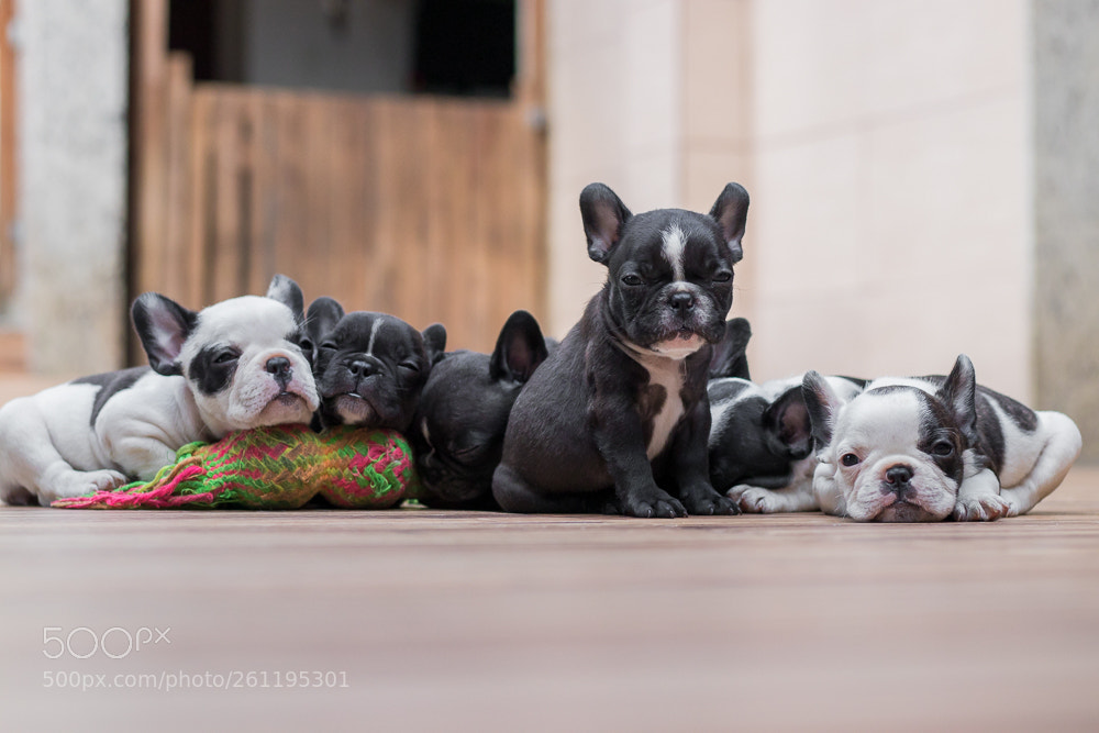 Canon EOS 80D sample photo. Babys - bulldogs photography