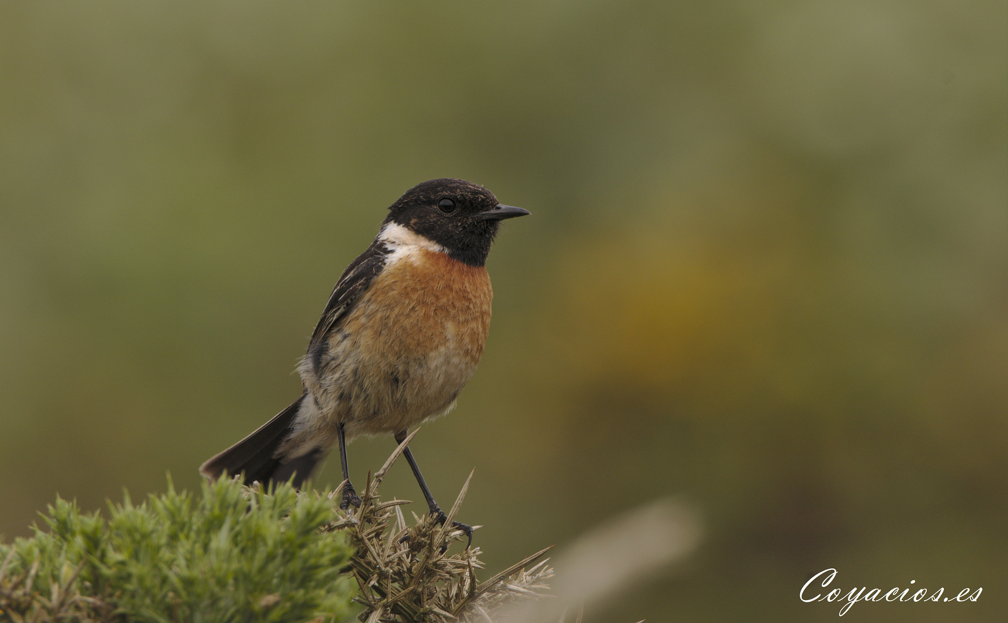 Canon EOS 7D Mark II sample photo. Tarabilla común (saxicola torquatus) photography