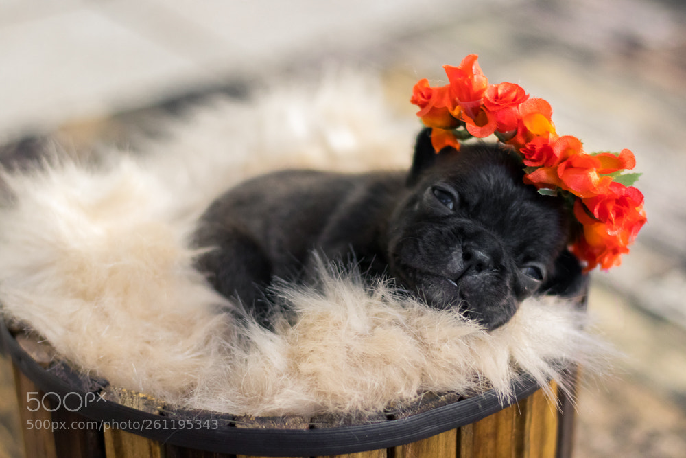 Canon EOS 80D sample photo. Newborn pet - bulldogs photography