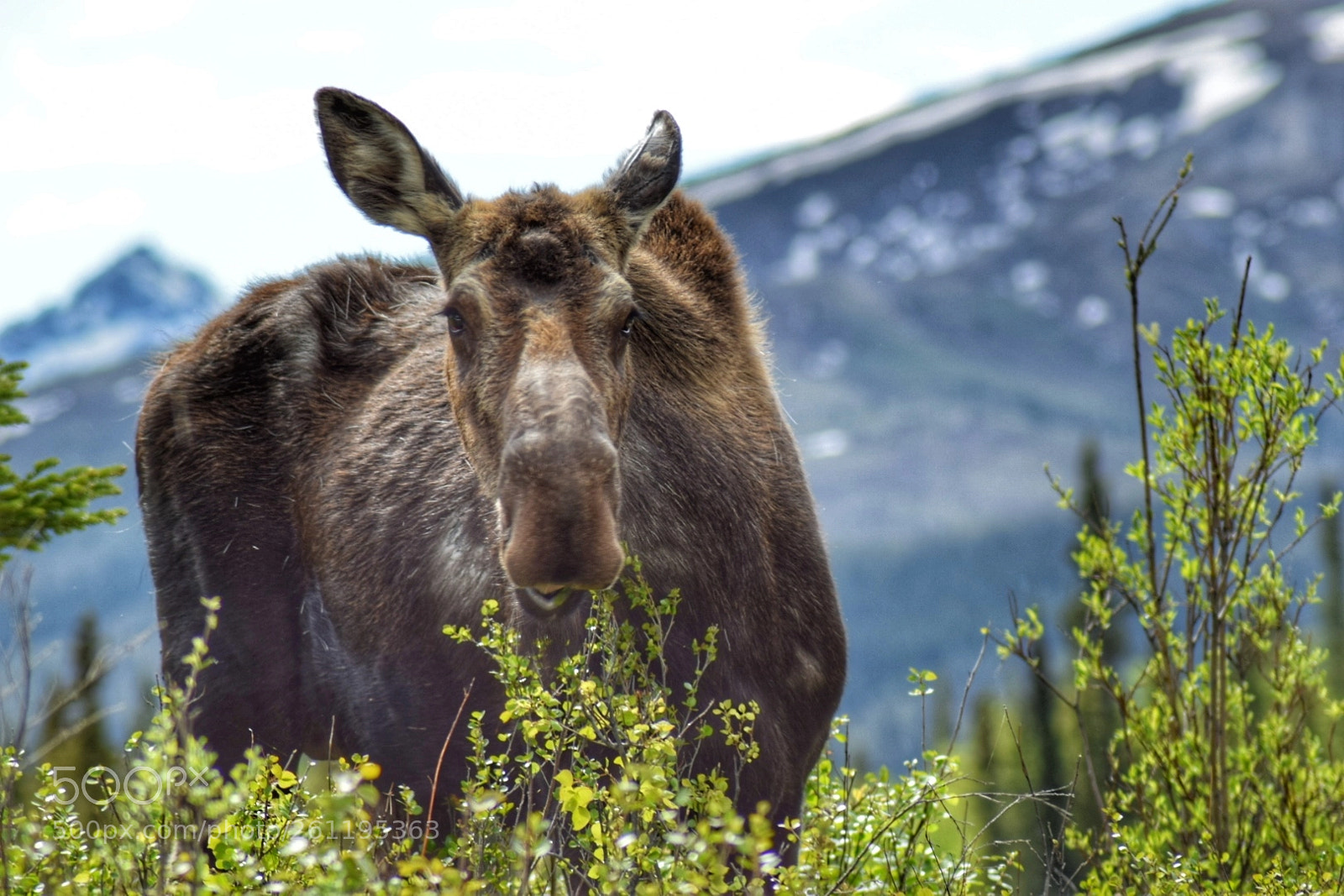Nikon D5300 sample photo. Moose in denali photography