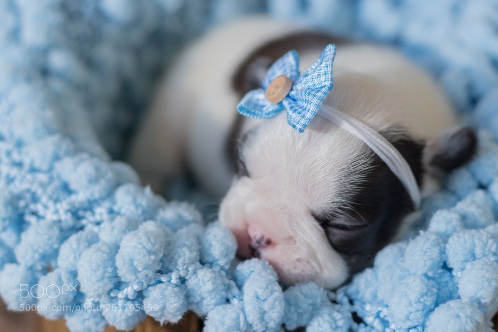 Canon EOS 80D sample photo. Newborn pet - bulldogs photography