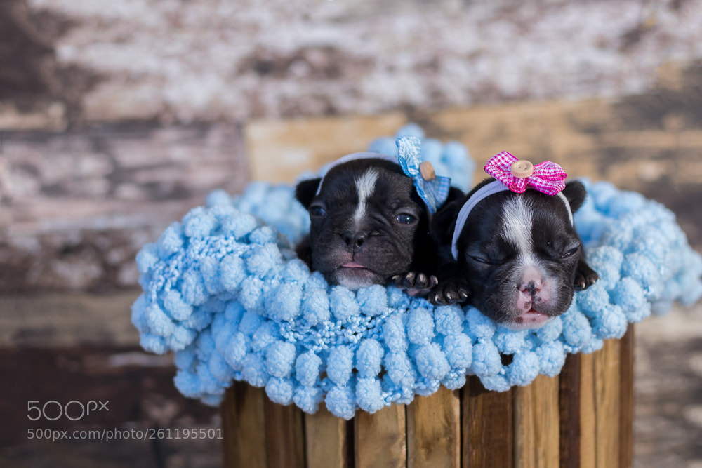 Canon EOS 80D sample photo. Newborn pet - bulldogs photography