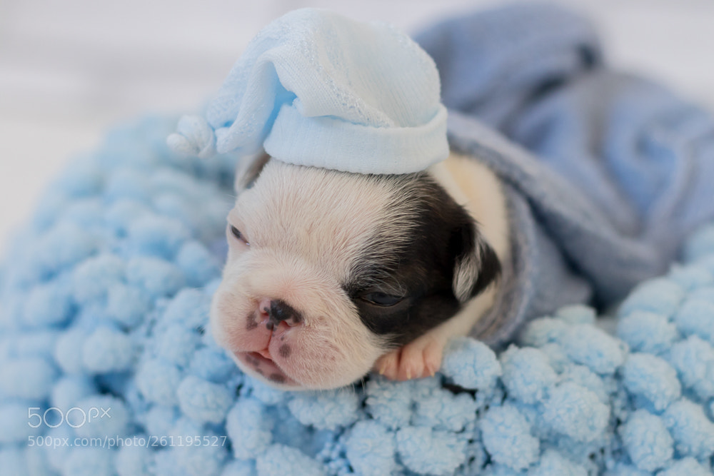Canon EOS 80D sample photo. Newborn pet - bulldogs photography