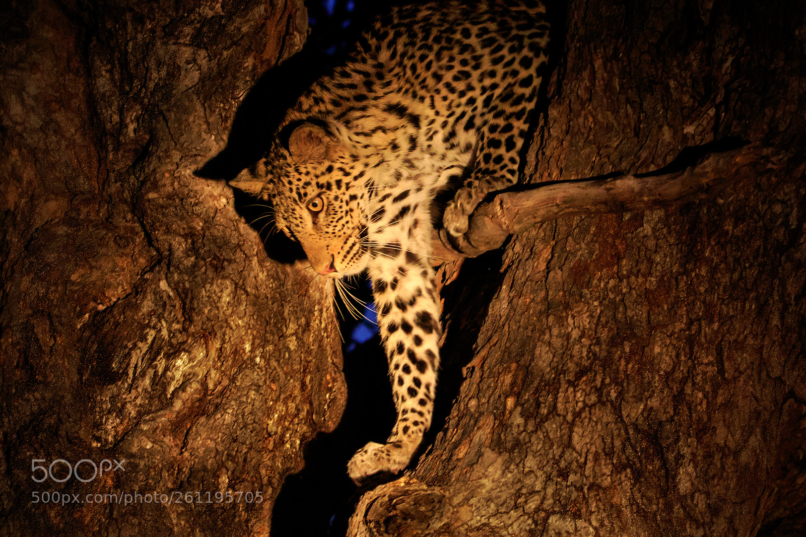 Canon EOS 7D Mark II sample photo. Botswana - mashatu photography