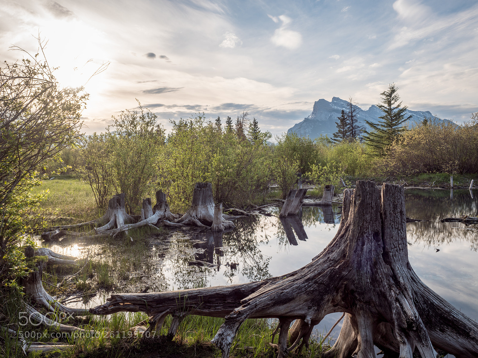 Panasonic Lumix DC-G9 sample photo. Stumped in banff photography