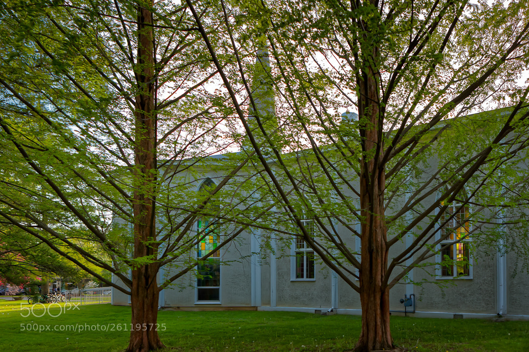 Canon EOS 5D Mark II sample photo. Upholding spring. photography