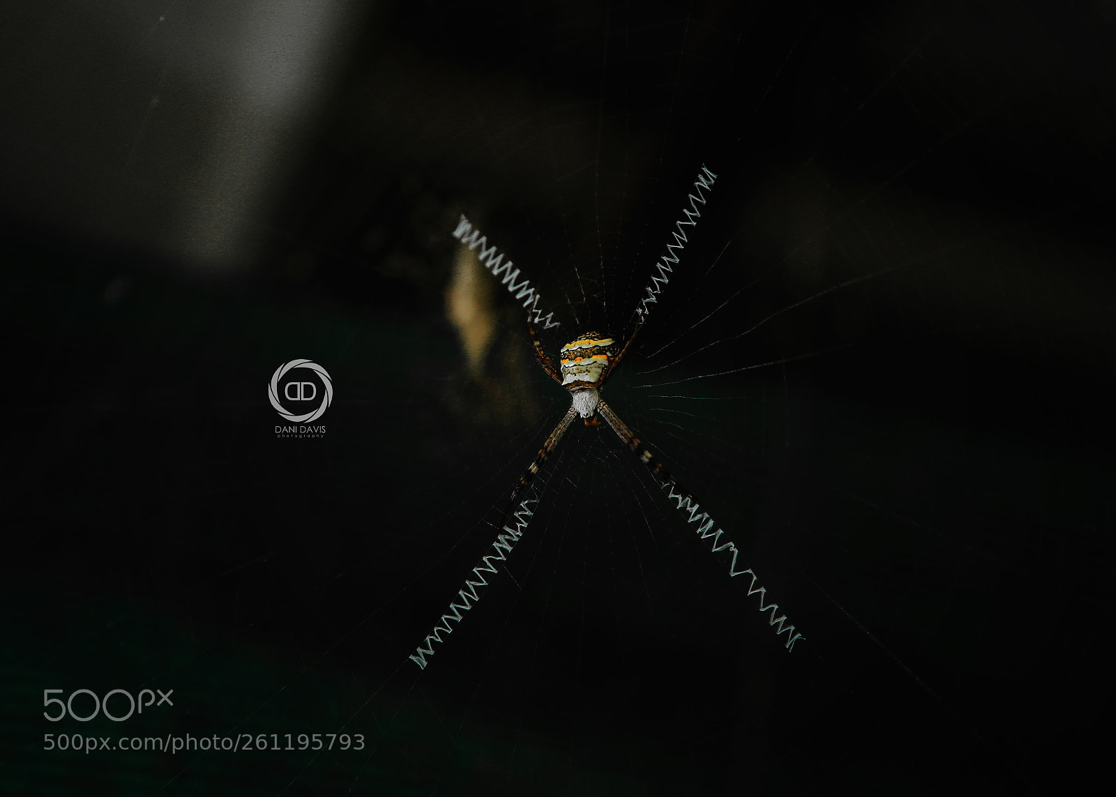 Canon EOS 6D sample photo. Spider photography