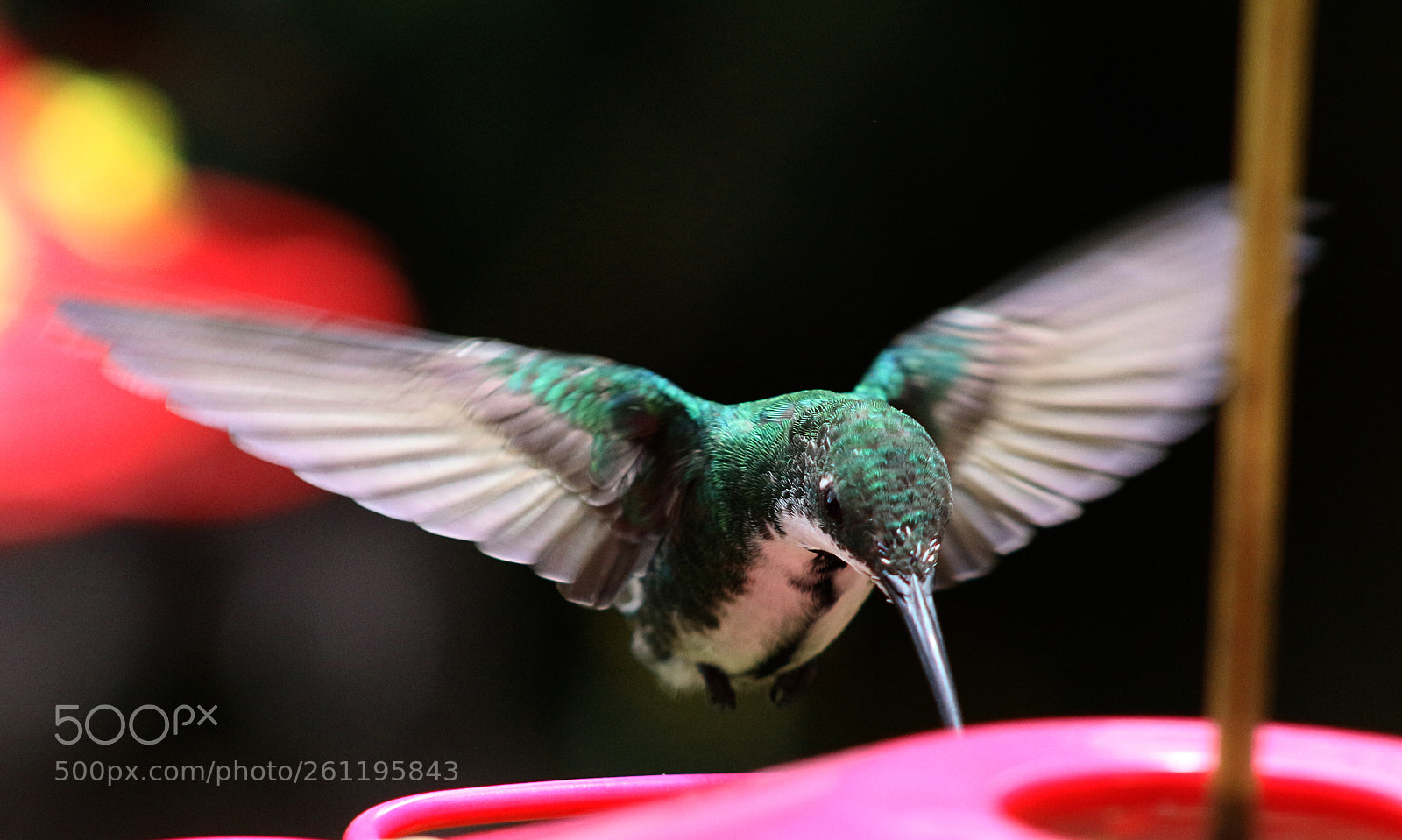 Canon EOS 700D (EOS Rebel T5i / EOS Kiss X7i) sample photo. Colibrí / hummingbird viii photography