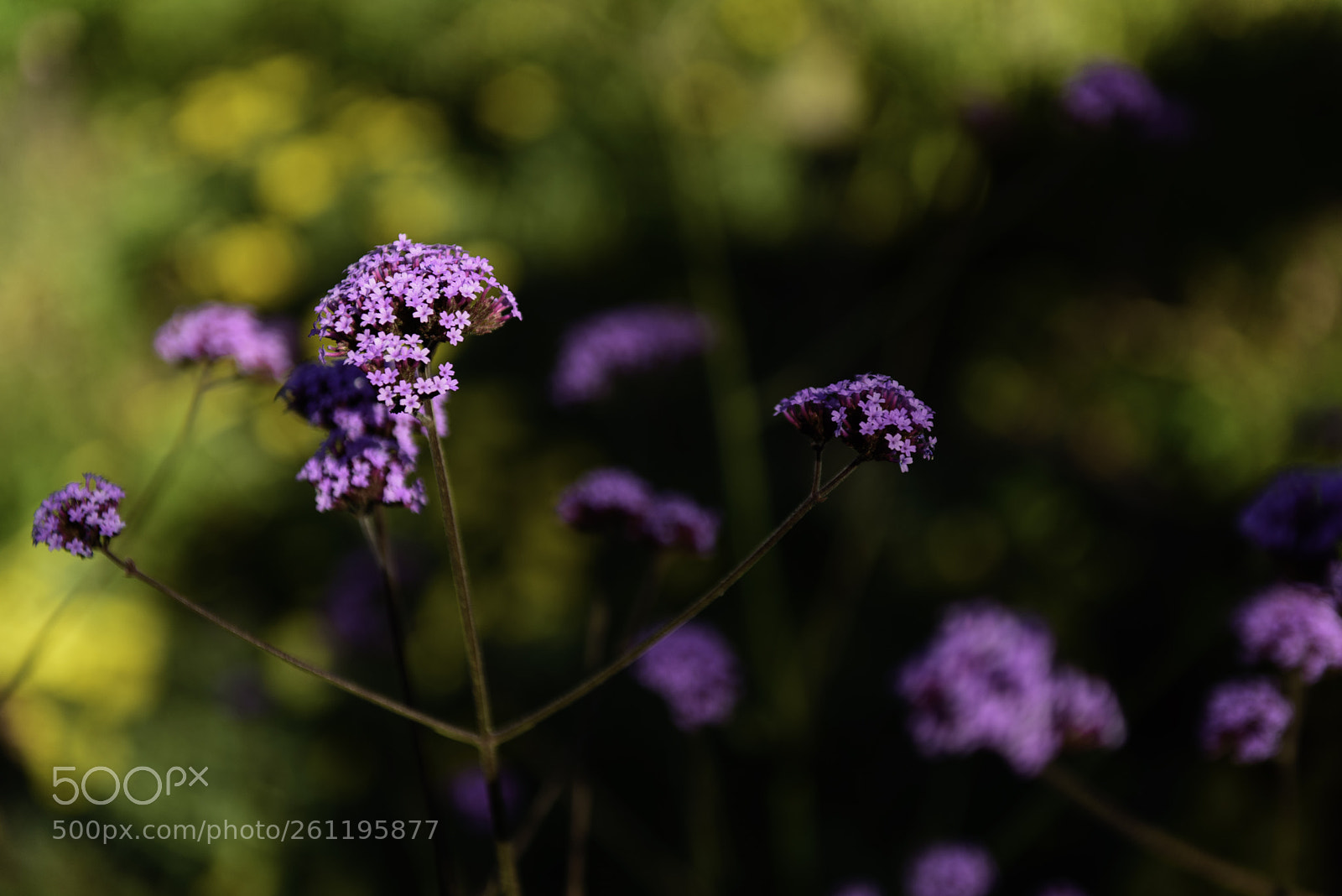 Nikon D750 sample photo. Be present photography