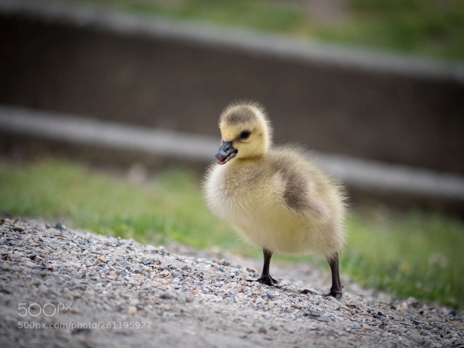 Panasonic Lumix DC-G9 sample photo. Babies on parade photography