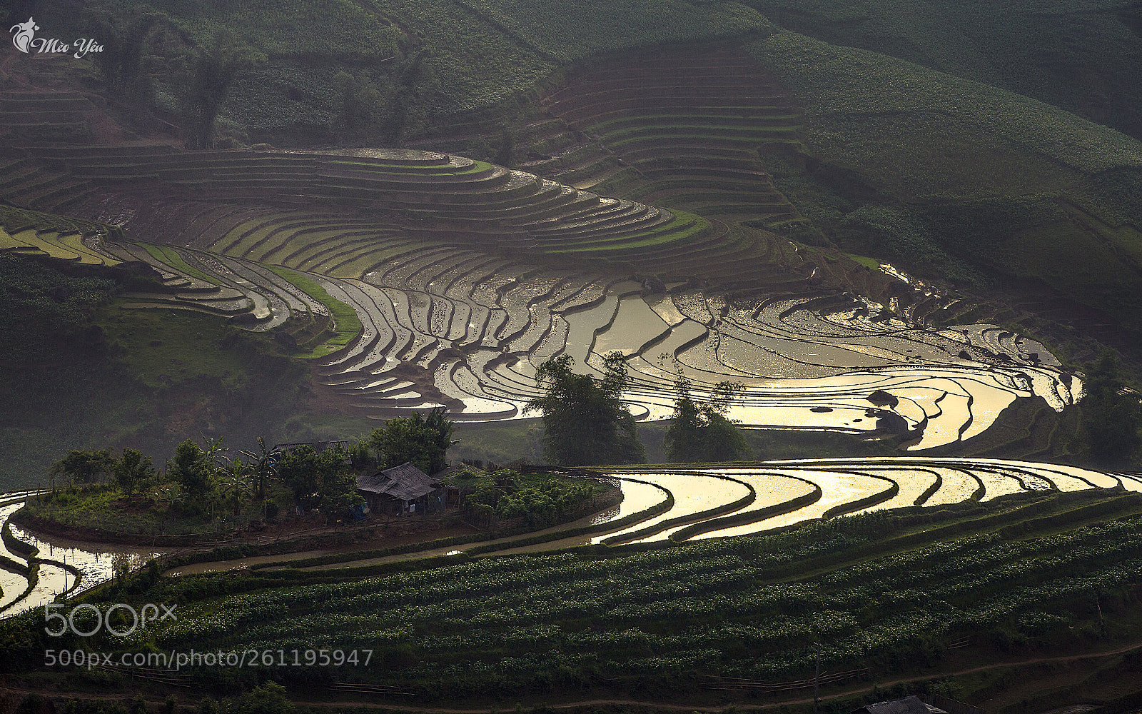 Canon EOS 6D sample photo. My gold countryside photography