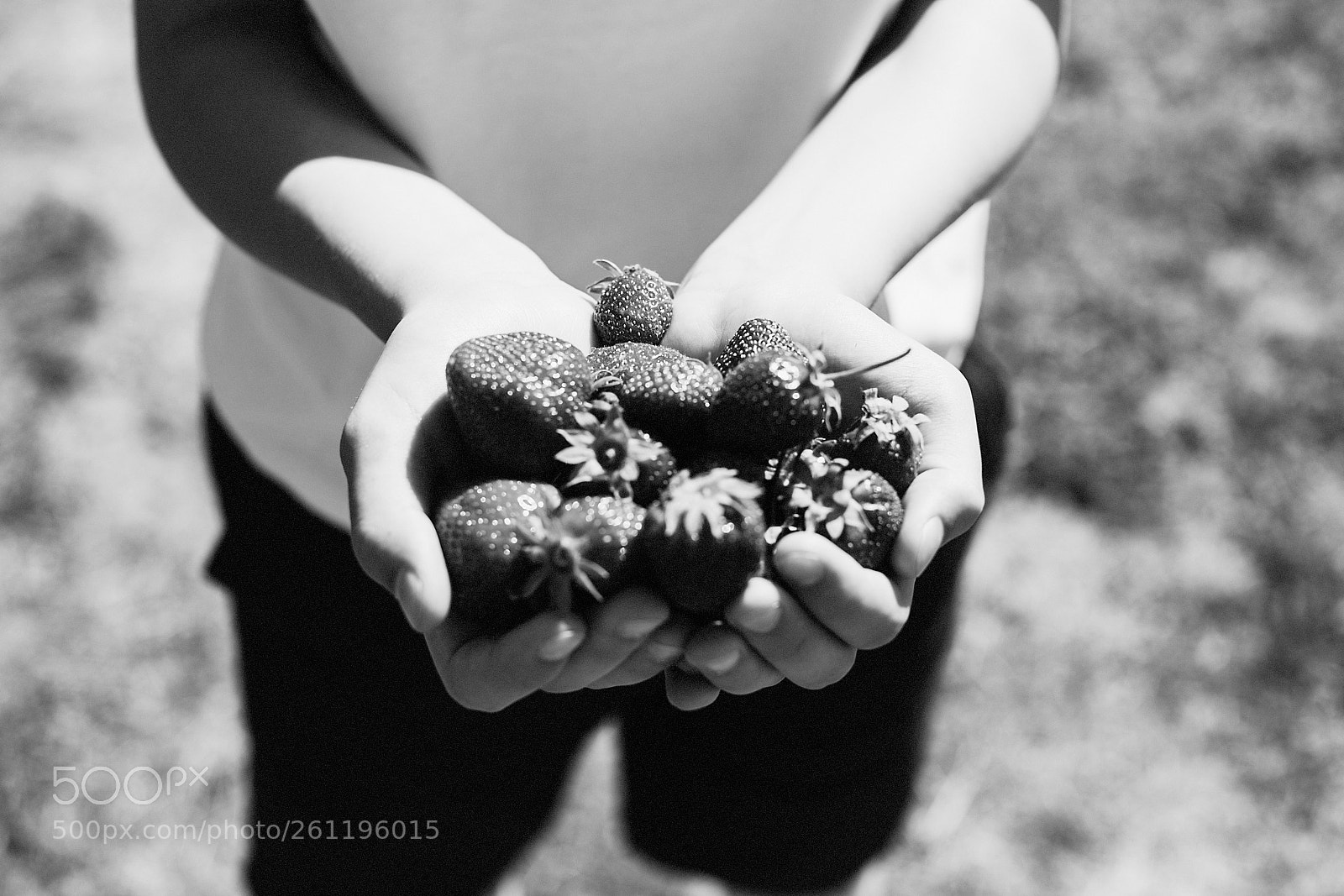 Canon EOS 6D Mark II sample photo. Strawberries 273/365 photography